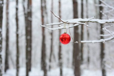 Güzel kırmızı noel süsü, kırmızı noel mücevheri bir kış ormanında bir ağaç dalında asılı duruyor..