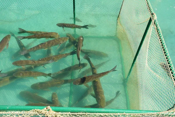 Рыбный Карп Cyprinus Carpio Рыбной Ферме Лицензионные Стоковые Фото