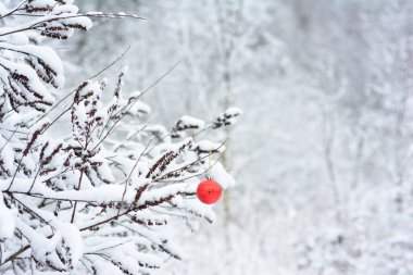 Karlı bir ormanda Amorfa Frutikosa dalında kırmızı Noel süsü.