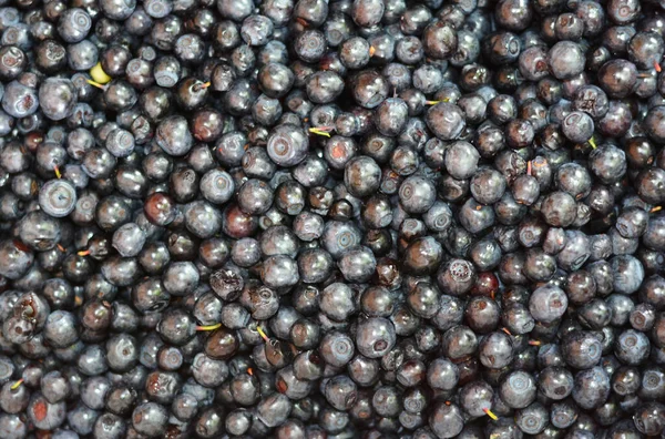 Kopya alanı olan Bilberry arkaplanı. Bilberry, maküler dejenerasyon, glokom ve kataraktlara karşı koruyucu etkiler gösterdi.. 