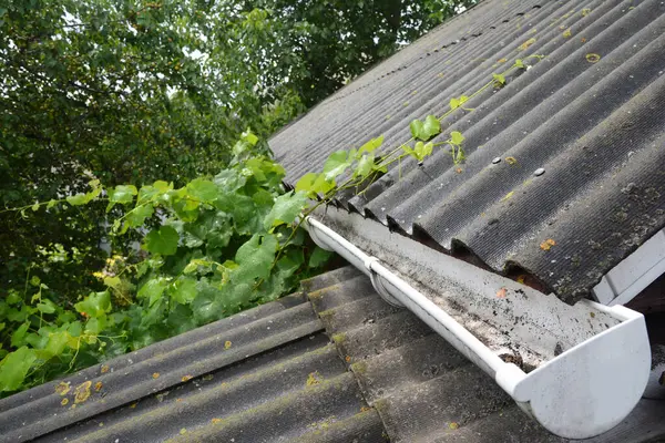 House asbestos roof after the rain with white plastic rain gutter pipeline.