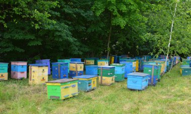 Ukrayna 'daki Linden Ormanı yakınlarındaki Apiary Arı Kovanları ve Arıları. Arıcılık ya da Kırsal İş Konsepti.