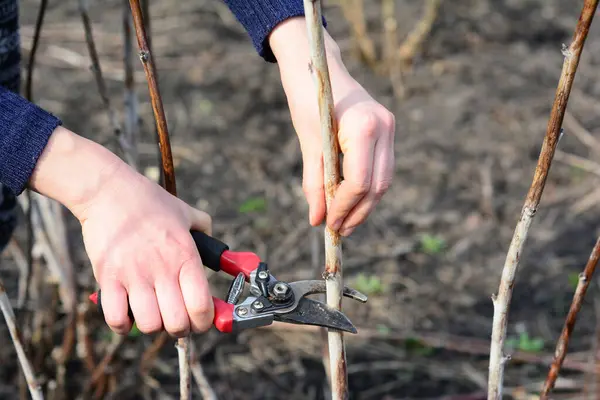 stock image Pruning raspberry bushes for winter. Gardener cutting raspberry bush branch with bypass secateurs