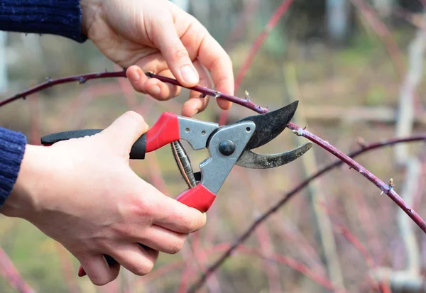 Cumberland Siyah Ahududu, siyah ahududu, Cumberland bitki bakımı ve budama: Baharda bir baharda bir bahçıvan bir böğürtlen kamışını dallandırmak için buduyor.