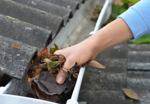 Roof gutter maintenance and cleaning. A man is cleaning a clogged roof gutter of an asbestos roof by taking away leaves, debris, and dirt with a hand.