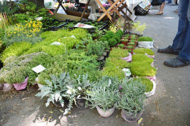 KYIV, UKRAINE - Nisan, 30, 2020: Tencere, aromatik yemyeşil otlar, sürünen kekik, sürünen ardıç, açık hava dükkanında lavanta, pazar, fuar.