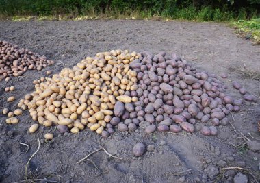 Sebze bahçesinde patates hasadı. İki çeşit patates yığını, uzun beyaz ve mor tenli patates yumrusu.. 