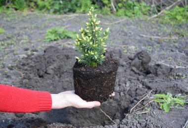 Bahçıvan toprağa Picea glauca Conica ekiyor 
