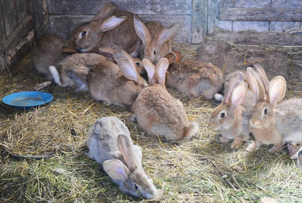 Breeding rabbits on the farm. Baby rabbits eating