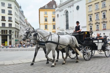 Viyana, Austia - 26 Haziran 2019: Beyaz atlar Viyana 'nın tarihi merkezinde arabalarını çektiler.