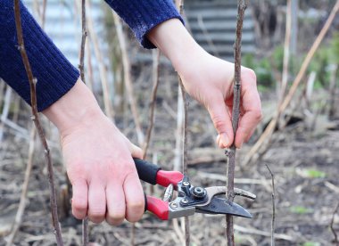 Kuru eritme ve ahududu yetiştirme. Ahududu, Kasım ve Mart ayları arasında her zaman budanabilir..