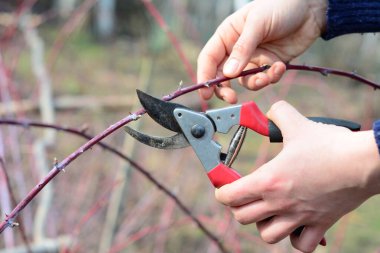  Bahçıvan Cumberland 'ı buduyor siyah ahududu, siyah ahududu, baharda Cumberland bitkisi.
