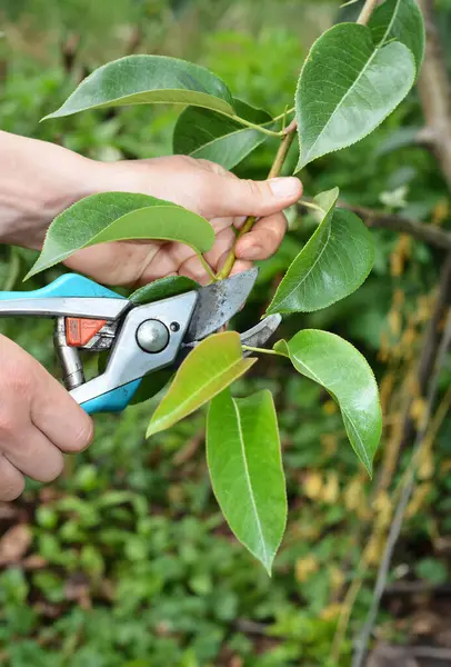 Pruning pear tree branch in summer