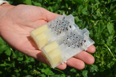 Kadın arıcı kafesteki arı kraliçesini tutuyor. Kraliçe Bal Arıları Satılık. 