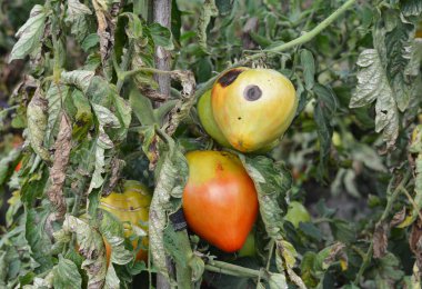 Domates antraknozu. Hastalık tepe noktasından etkilenen hasta domates bitkisi