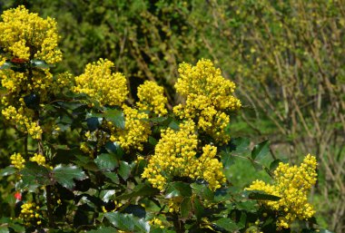 Mahonia aquifolium (Oregon Grape Holly) is a captivating evergreen shrub that adds color and interest to shaded gardens. clipart