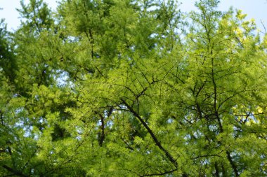 Avrupa tarlası, numune ekimleri için ya da parklar ve geniş alanlar için gruplar halinde harika bir seçimdir. Çoğu kozalaklı ağaçtan farklı olarak iğnelerini kışın düşürür..