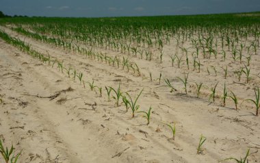 Drought corn field. Early drought can have a serious negative impact on corn yield. Drought stress. clipart