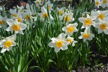 Bahçe çiçek tarhında beyaz nergisler açar.