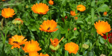 Calendula officinalis veya Pot Marigold, Common Marigold, Scotch Marigold, Ruddles, Pot Marigold Arı dostu bahçede bal arıları.