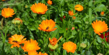 Calendula officinalis or Pot Marigold, Common Marigold, Scotch Marigold, Ruddles, Pot Marigold with honey bees in bee-friendly garden. clipart