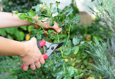 Ölü başlıklı güller. Bahçıvan çiçek açmış bir gülü buduyor..