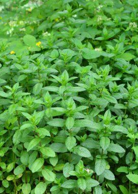 Bahçede naneli bitki yetiştirmek. Naneli (Mentha piperita) nane ve nane karışımı bir naneli şeker türüdür.. 