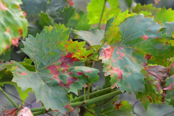 stock image Anthracnose of grapes symptoms. Anthracnose of grapes, caused by the fungus Elsinoe ampelina, is a serious disease of home-grown grapes. Anthracnose of grapes, fungus disease.