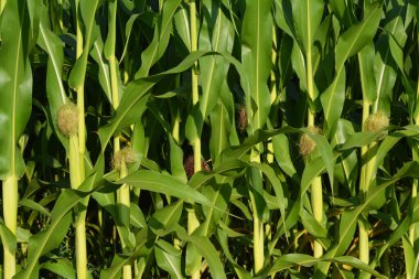 Çiftçilerin tarlalarında mısır, mısır, mısır bitkisi (Zea Mays) yetiştirilir..