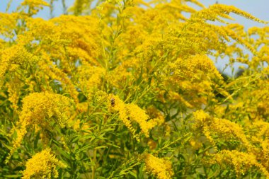 Solidago canadensis, Kanada altın çubuğu ya da Kanada altın çubuğu olarak bilinen Avrupa 'nın birçok bölgesinde istilacı ot