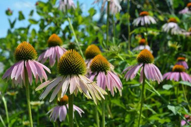 Ekinezya çiçekleri. Coneflawers: Echinacea için Bitki, Büyüme ve Bakım. 