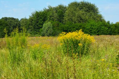 Kanada altın sarısı, Solidago kanadensis ya da Kanada altın sarısı çiçekleri yaz çayırlarında.