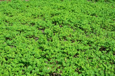 Organik Yeşil Gübre Hardalı. Hardal, Brassica ailesinin çok hızlı büyüyen bir üyesidir ve Hardal mükemmel bir yeşil gübre.. 