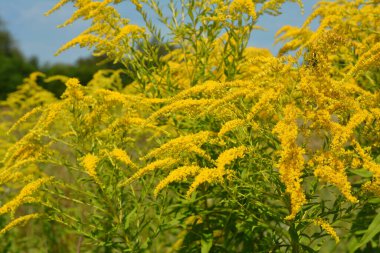 Solidago canadensis, Kanada altın çubuğu ya da Kanada altın sarısı çiçeği olarak bilinir..