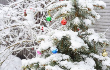 Mavi ladin bahçedeki parlak renkli Noel süslemeleriyle süslenmiştir. Mavi ladin Noel ağacı çok renkli parlak toplarla süslenmiştir ve açık havada karla kaplıdır..
