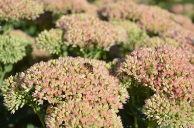 Sedum Spectabile, Hylotelephium Spectabile olarak da bilinen buzlu arıları besleyin. Bu uzun ömürlü arılar arıları ve kelebekleri cezbeder..