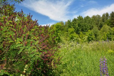 False Indigo, amorpha fruticosa bush with flowers and honey bees. Amorpha fruticosa, the stunning False Indigo-bush, a unique shrub with vibrant purple flowers. clipart