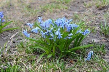 İlk bahar çiçekleri ilkbaharın başlarında mavi kar damlalarıdır..