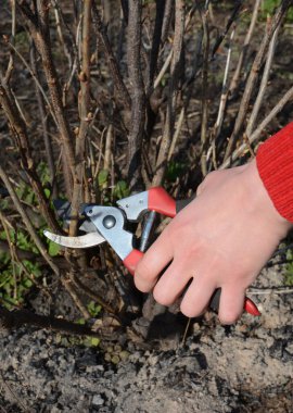 Bahçıvan baharda frenk üzümü dallarını budadı