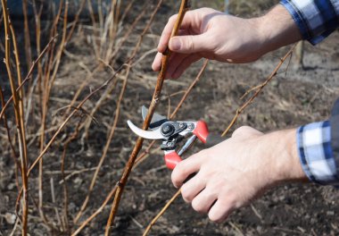 Bahçıvan baharda ahududu eritiyor..