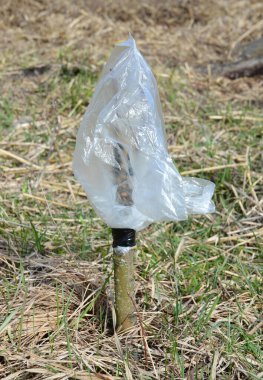 Elma ağacı grefti daha iyi çekim yapabilmek için torbayla kaplıdır. Grafting meyve ağacı. 