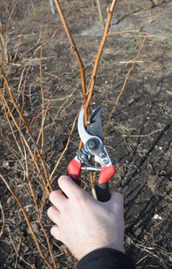 Ahududu buduyorum. Şubat 'ta sonbaharda meyve veren ahududu 2 / 3 inç' e düşür. 