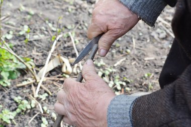 Armut ağacı aşılamayı. Yaşlı bir bahçıvan bir armut ağacını aşılamak için bıçakla bir kesik atar..