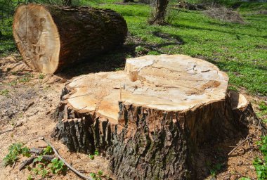 Yakın mesafeden kesilmiş ağaç. Devasa bir kütüğü ve kesilmiş gövdesi olan yeni kesilmiş bir ağaç..