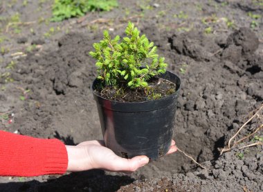 Bitki, Büyüme ve Cüce Alberta Spruce Ağacı Bakımı. Bahar veya sonbahar aylarında 'Conica' yı nakletmek en iyisidir..