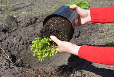 Picea glauca 'Conica' (Cüce Alberta Spruce) ekimi. Bir bahçıvan bir cüce Alberta Spruce 'u çömlekten çıkarıp toprağa nakleder..