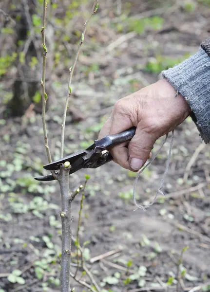 Yaşlı bir bahçıvan, genç ağacı aşıya hazırlar..