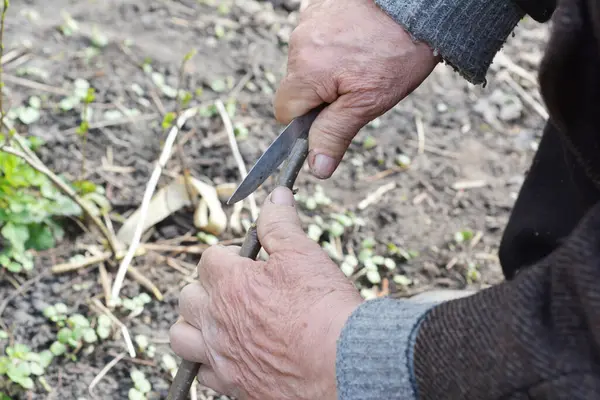Armut ağacı aşılamayı. Yaşlı bir bahçıvan bir armut ağacını aşılamak için bıçakla bir kesik atar..