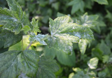 Kara frenk üzümü hastalıkları. Küf sıklıkla kuşüzümü çalılarını etkiler ve bu normalde önlenebilir. İşaretler, yaprakların üzerinde beliren grimsi bir toz.