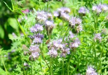 Phacelia - en iyi tozlaştırıcı bitkilerden biri. Arı dostu ev bahçesinde bal arısı ile Phacelia çiçeği